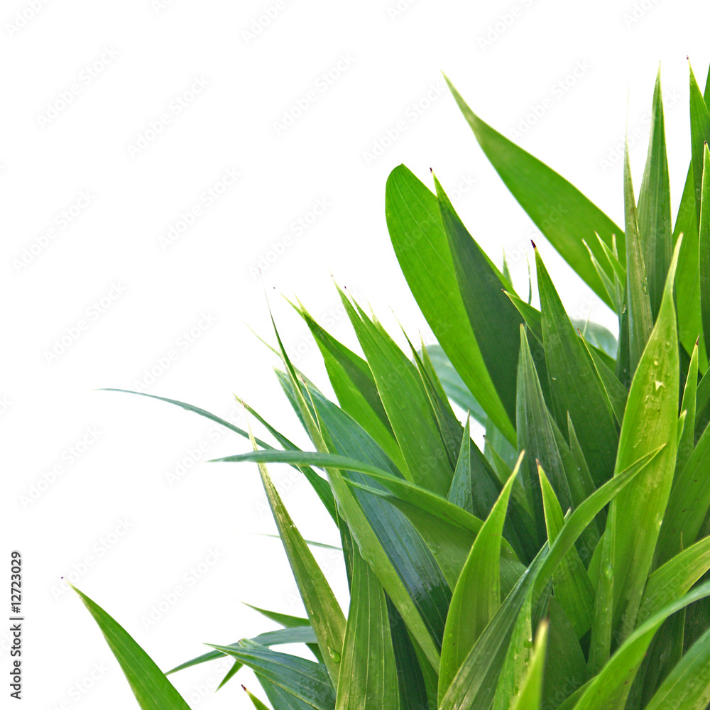 Fototapeta premium palmiers en herbes
