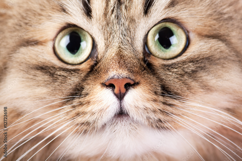 Close-up portrait of Siberian cat