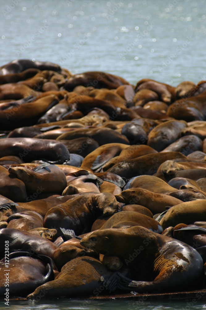 Seals at Pier 39, San Francisco Seals at Pier 39, San Francisco
