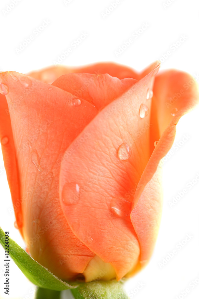 Pink Rose with dops of dew