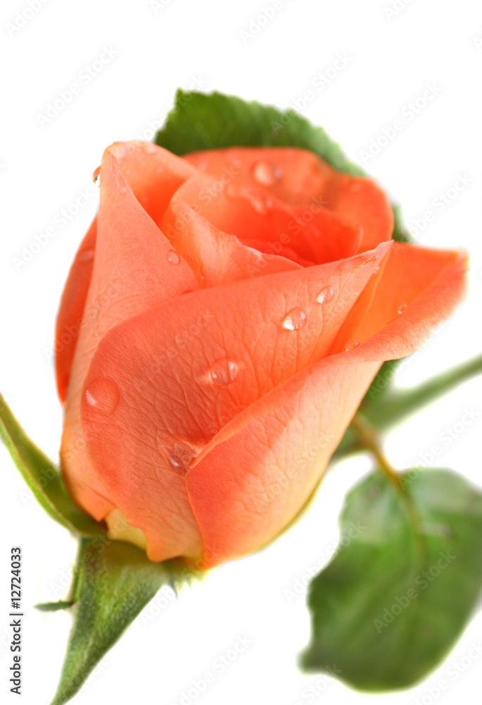 Pink Rose with dops of dew