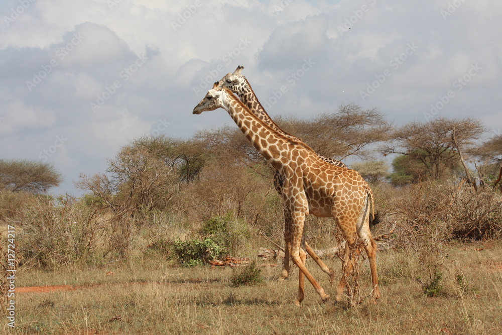 Obraz premium Giraffe in amore