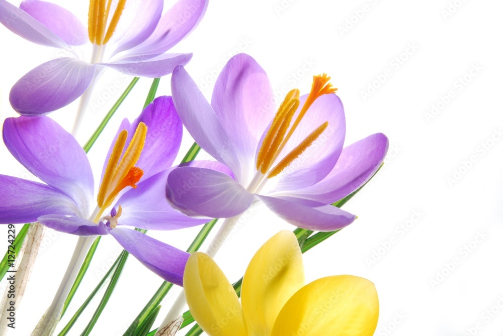 Spring crocuses in vibrant colors