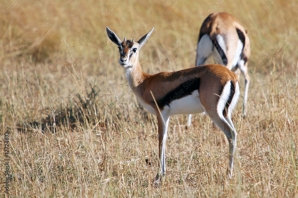 Impala at Masai Mara National Reserve, Kenya Impala at Masai Mara National Reserve, Kenya