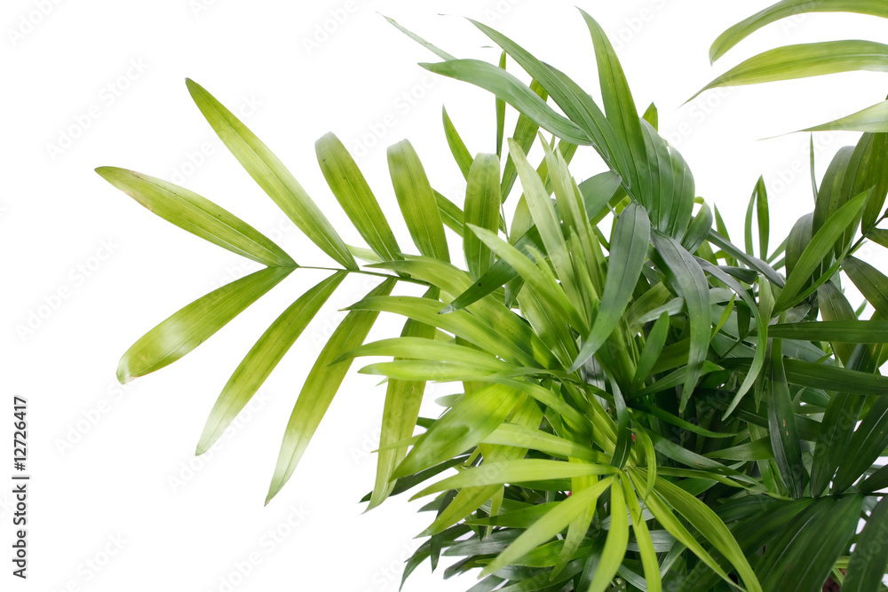 green plant green plant