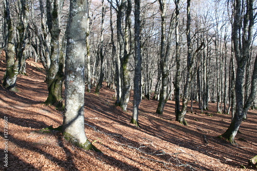 Forêt de hêtres photo