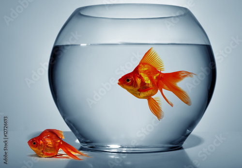 Goldfish outside of water photo