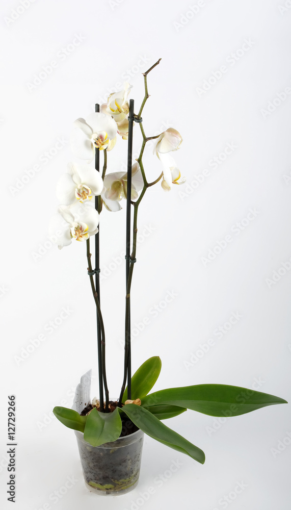 Orchid Orchid
