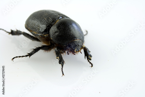 scarafaggio © Haller Tornello