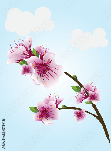 Blossoming apricot twig on sky background