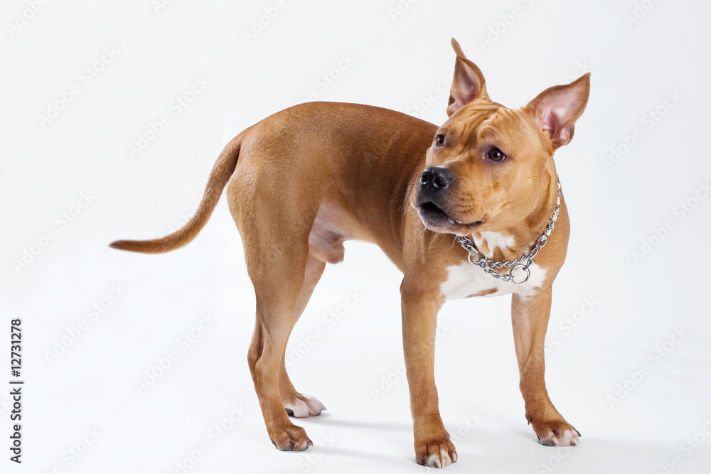 american staffordshire terrier standing american staffordshire terrier standing
