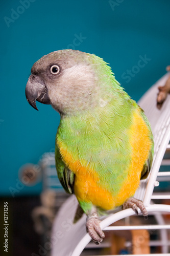 Senegal Parrot sitting on cage photo