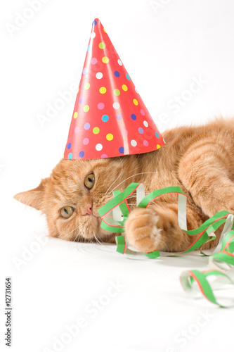 red feline laying on the ground with party hat on