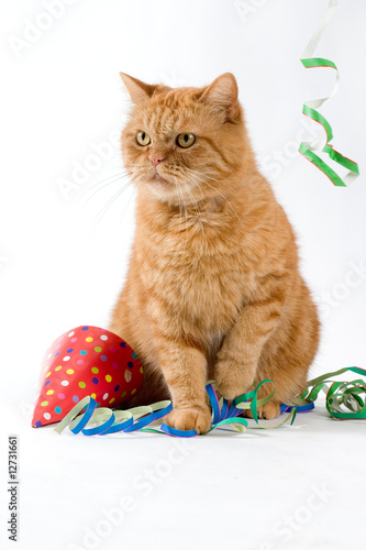 red cat having a party with confetti