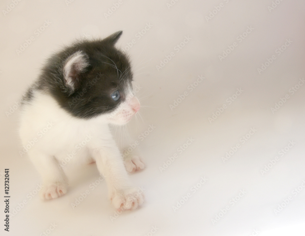 jeune chat noir et blanc