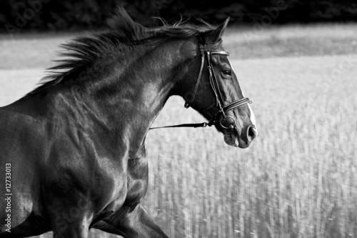 Obraz na plátně Black Beauty