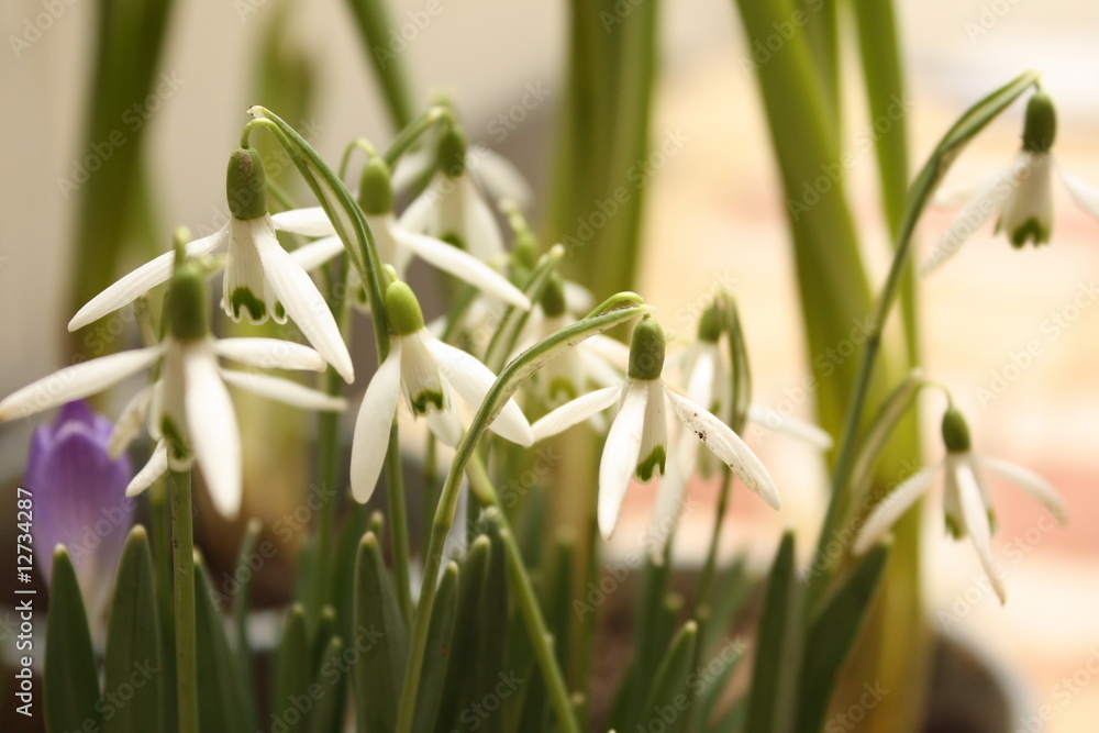 Obraz premium Schneeglöckchen