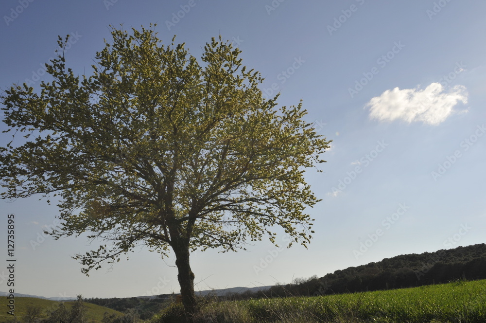 Obraz premium Urlaub in der Toscana zwischen schöne Landschaft und herrlichen Feldern mit Blüten und vielen mehr