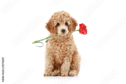 Apricot poodle puppy with red carnation