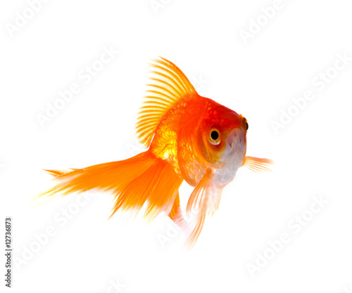 Goldfish. Isolation on the white