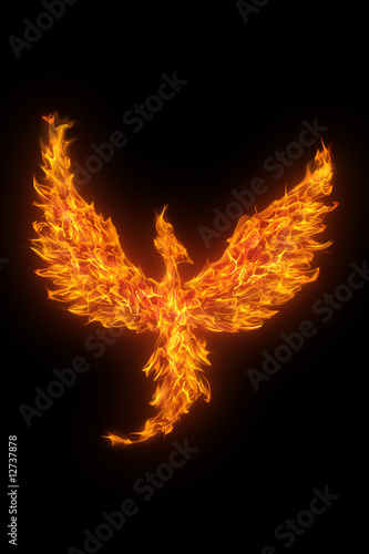 burning phoenix isolated over black background