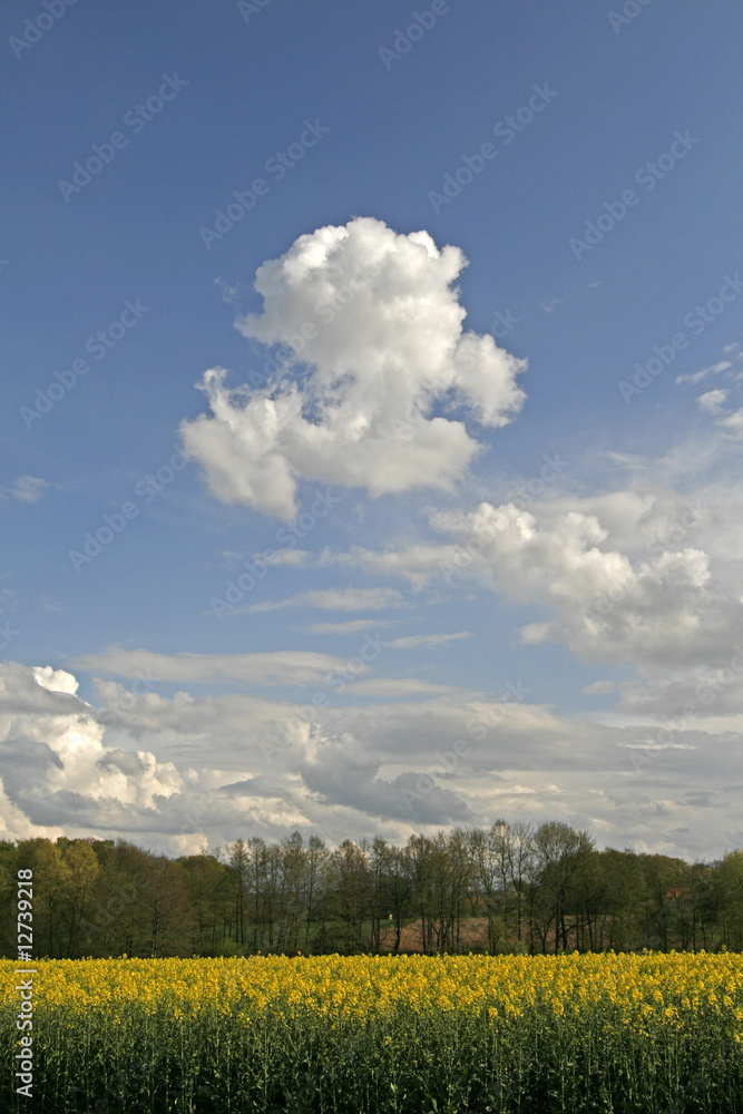 Obraz premium Wolken mit Rapsfeld in Georgsmarienhütte, Niedersachsen, Germany