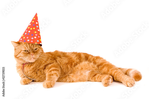 domestic red cat is having a party