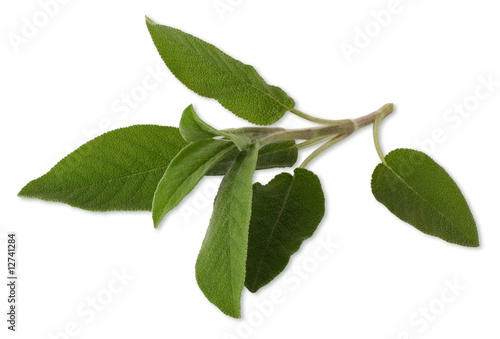 Sage on white background