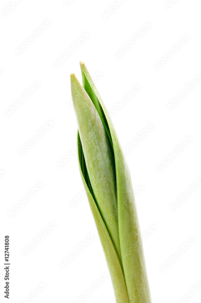 Tulpenknospe Tulpenknospe