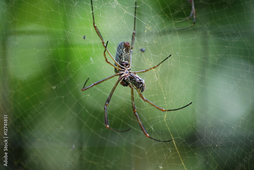 Closeup of a spider with fly Closeup of a spider with fly