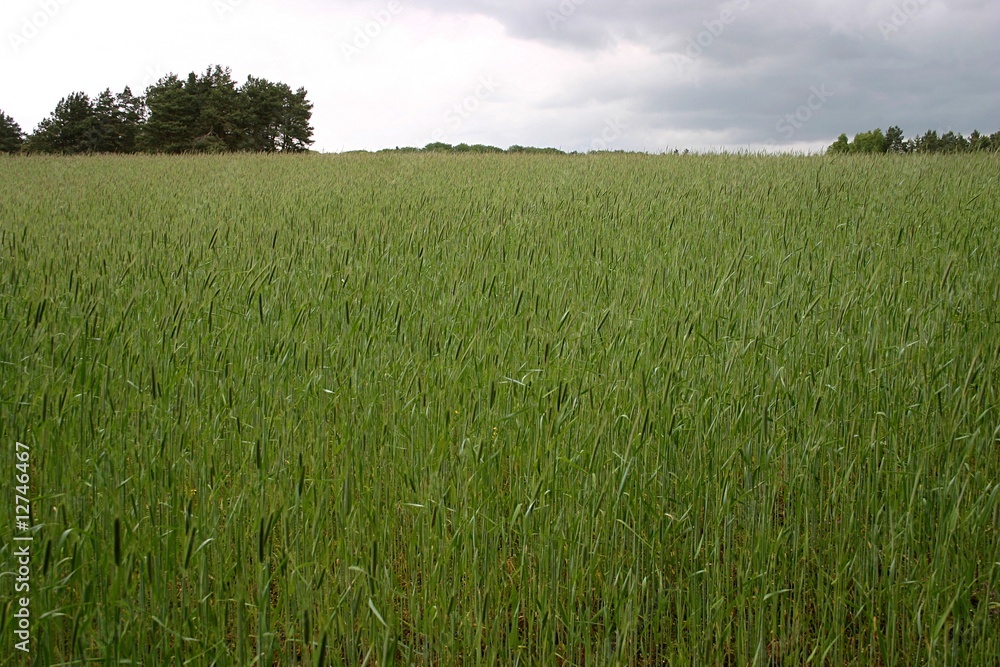 Obraz premium Getreidefeld in Brandenburg