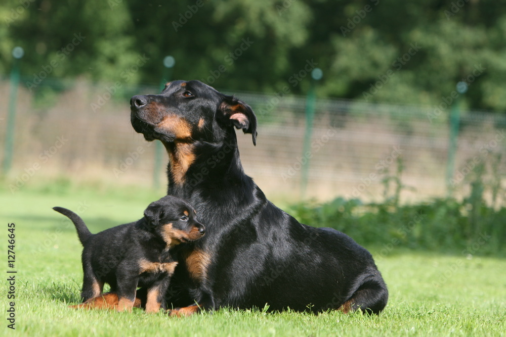 chiot beauceron qui fait un calin à sa mère dans le jardin chiot beauceron qui fait un calin à sa mère dans le jardin