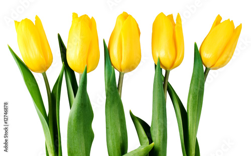 five yellow tulips isolated on white with clipping path