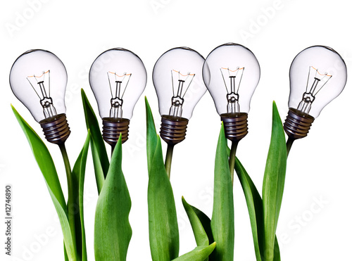 lamp bulb tulips isolated on white with clipping path