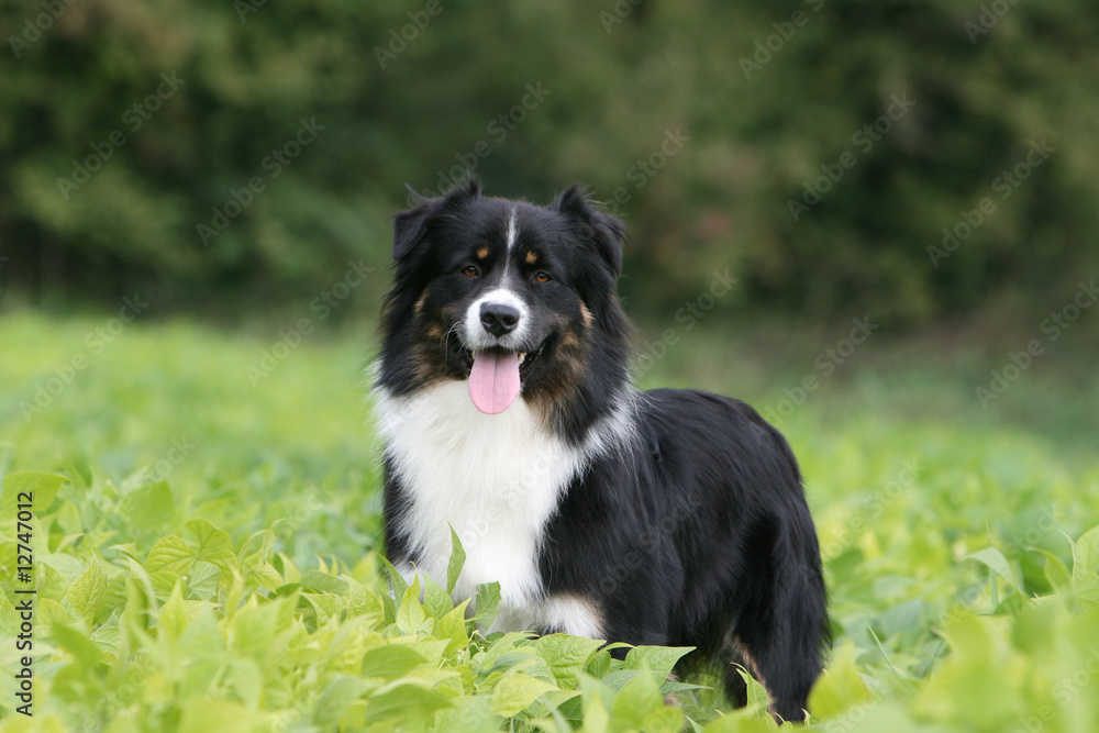 Fototapeta premium la balade du berger australien adulte dans un champ