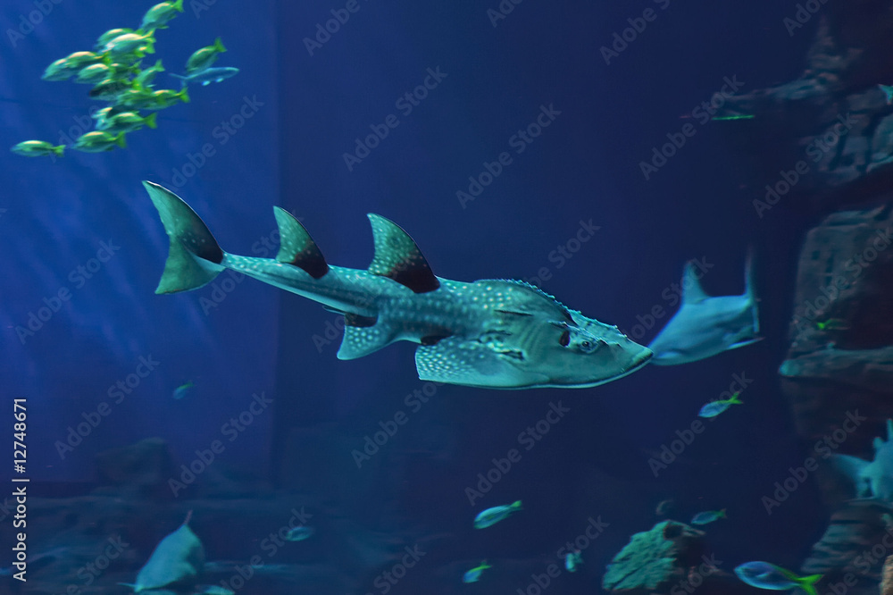 Obraz premium raie guitare