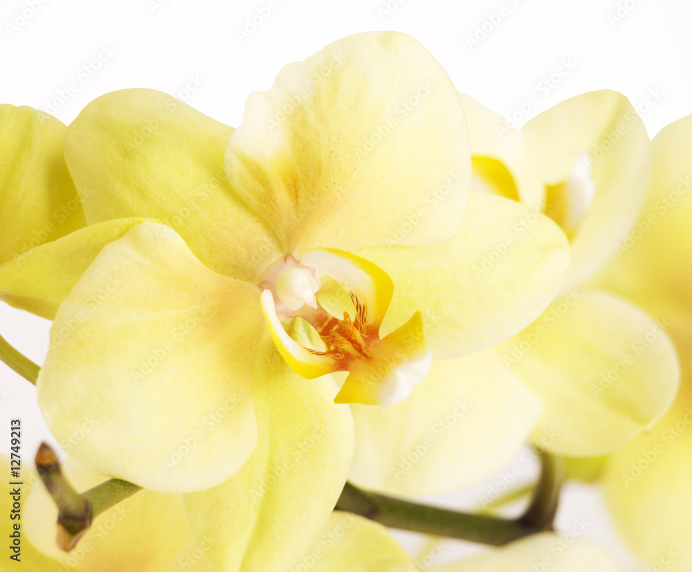 yellow orchid isolated on the white background yellow orchid isolated on the white background