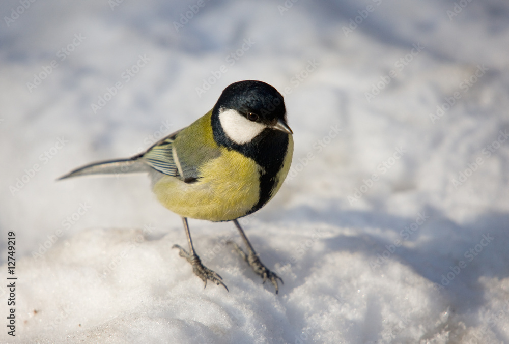 Titmouse in the winter