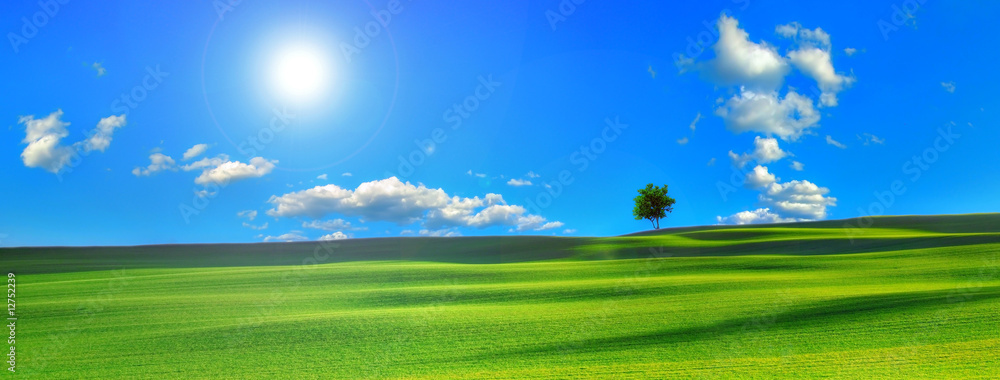 Obraz premium Tree in the long field