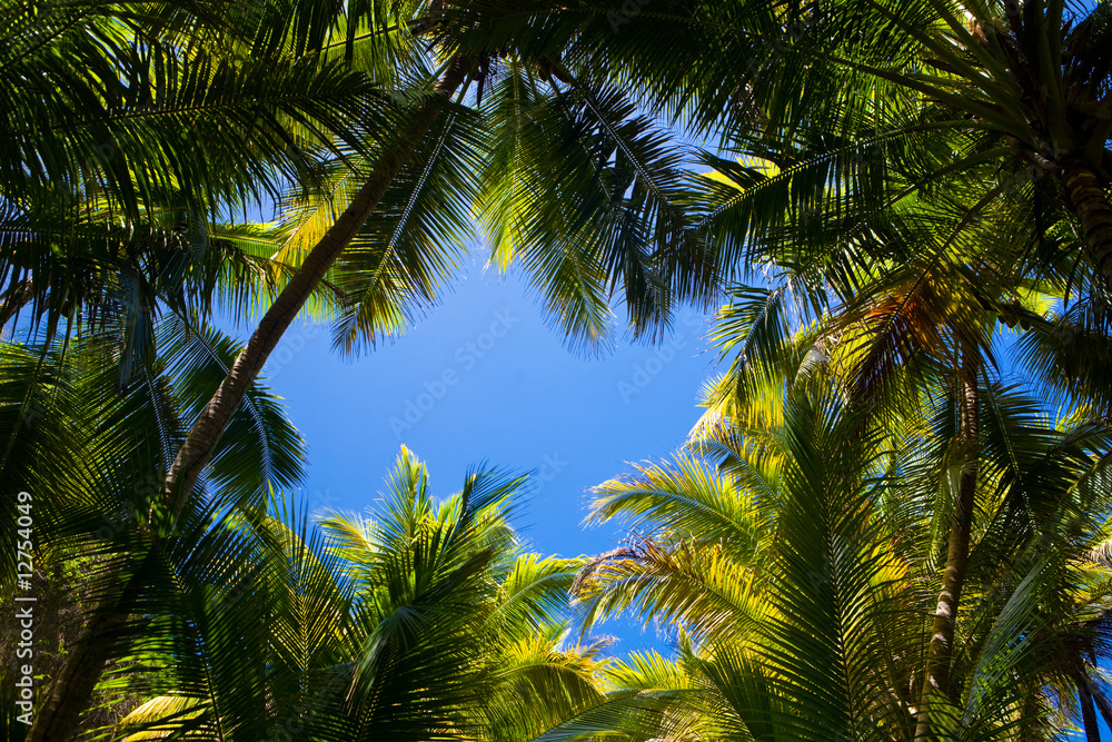 palm tree background palm tree background