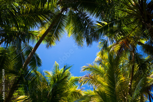 palm tree background