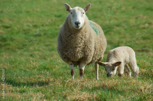 Mother sheep and spring lamb