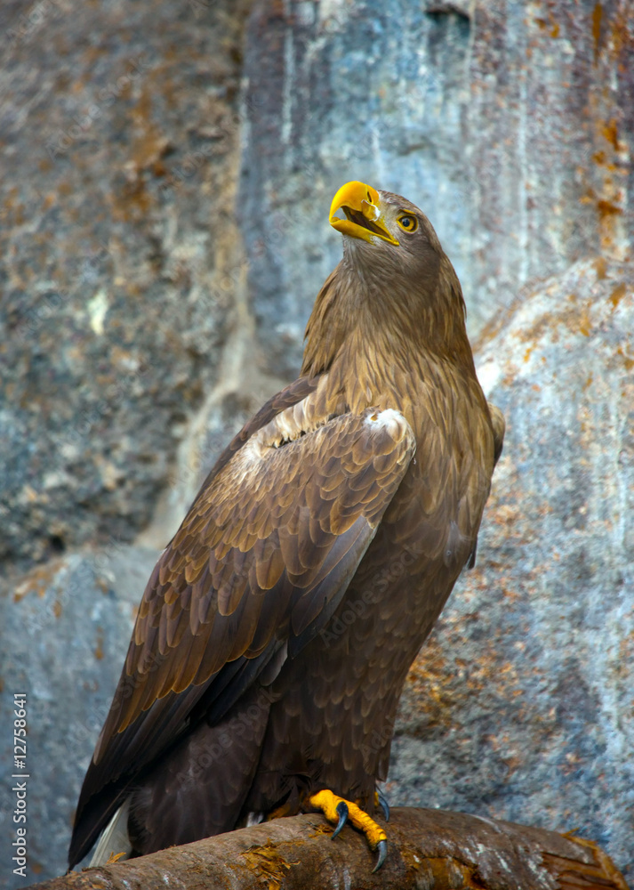 Eagle