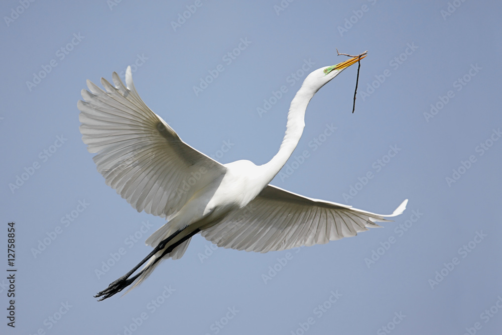 Great Egret (Ardea alba) Great Egret (Ardea alba)