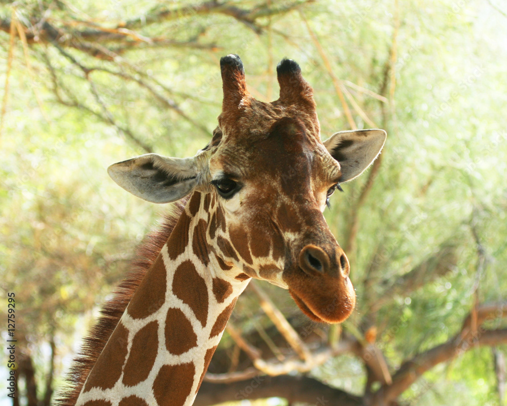 An African Giraffe Among the High Tree Branches An African Giraffe Among the High Tree Branches