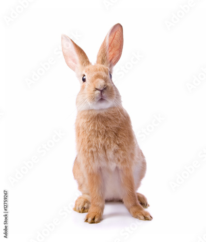 Curious young red rabbit isolated on white background.