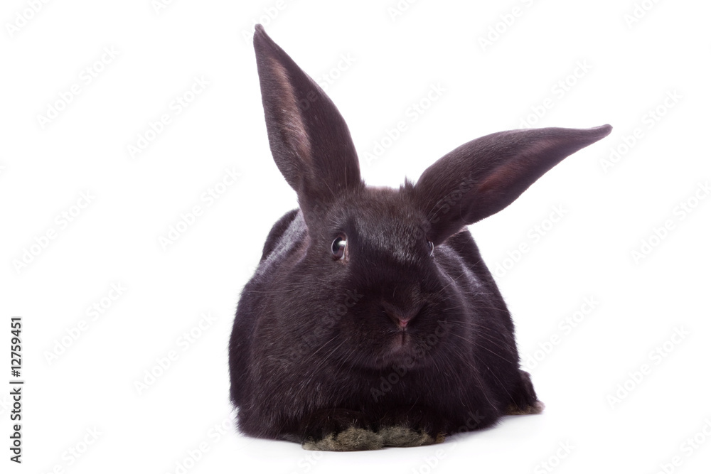 Obraz premium Timid young black rabbit isolated on white background.