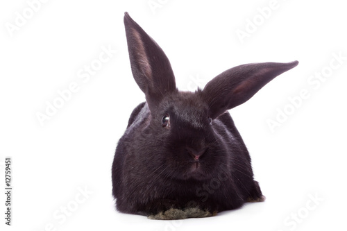 Timid young black rabbit isolated on white background.