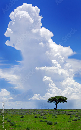 A single tree standing in a grass field with heavy cloud in the photo