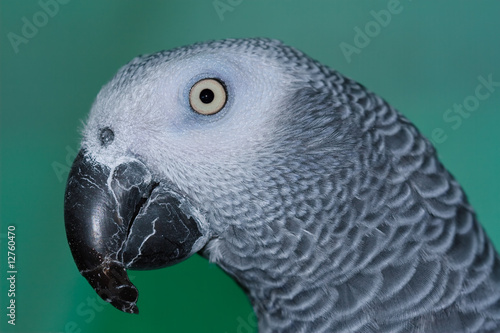 Ritratto di pappagallo